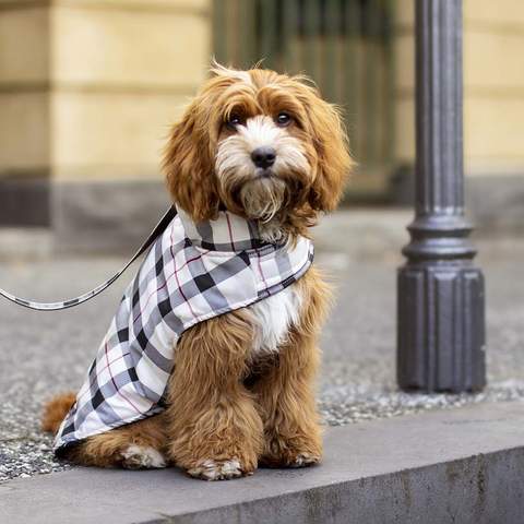 Petstock Has Released a New Line of Accessories to Keep Your Pets Cute and Cosy This Winter