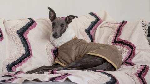 Petstock Has Released a New Line of Accessories to Keep Your Pets Cute and Cosy This Winter