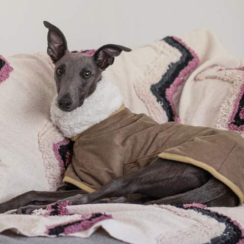 Petstock Has Released a New Line of Accessories to Keep Your Pets Cute and Cosy This Winter