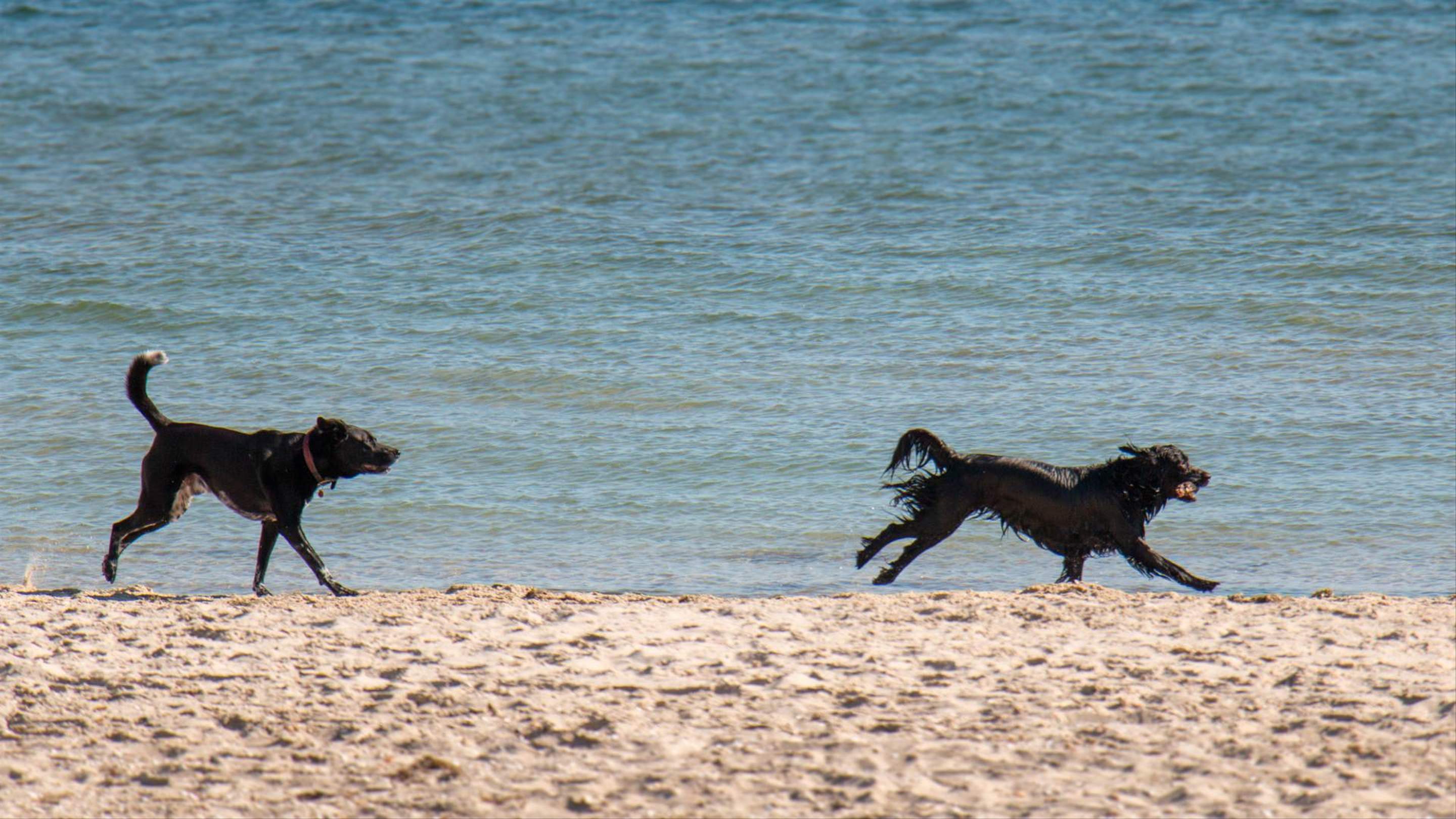 Melbourne's Best Dog-Friendly Parks and Beaches