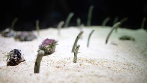 This Japanese Aquarium Wants You to Video Chat with Its Shy and Lonely Eels