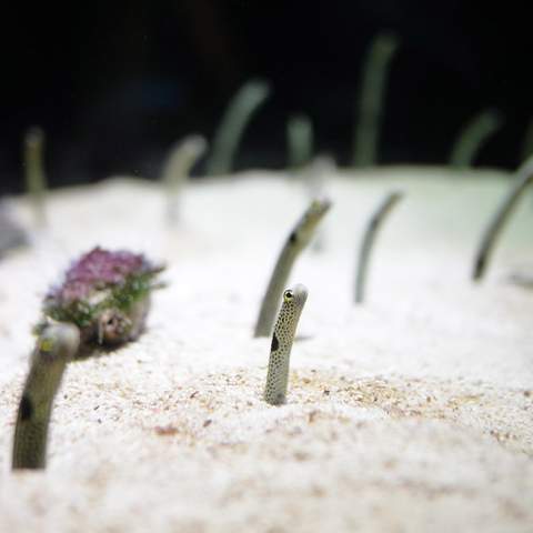 This Japanese Aquarium Wants You to Video Chat with Its Shy and Lonely Eels