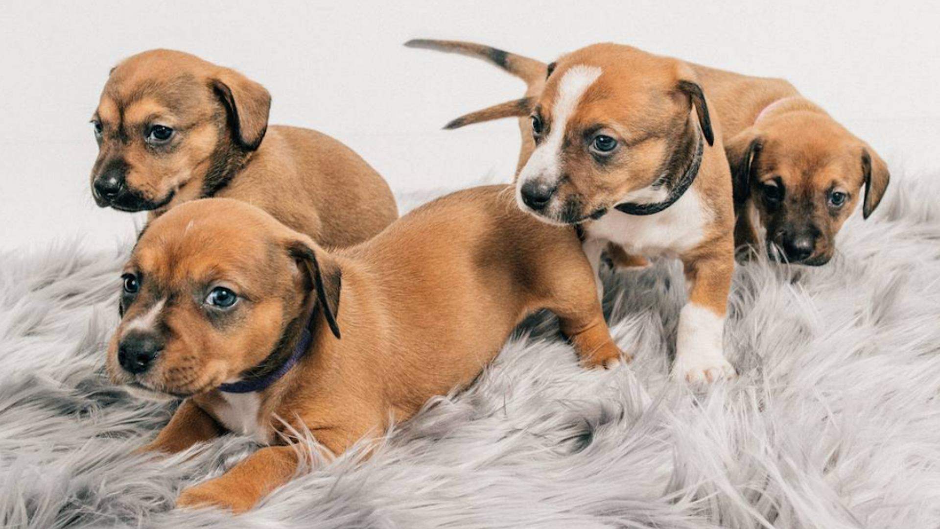 Ivory Coat Is Searching for 20 Adorable Dogs to Star in Its Next TV Commercial
