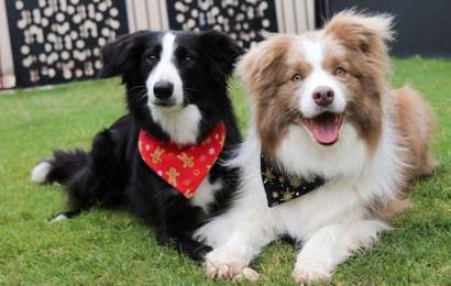 Background image for Ivory Coat Is Searching for 20 Adorable Dogs to Star in Its Next TV Commercial