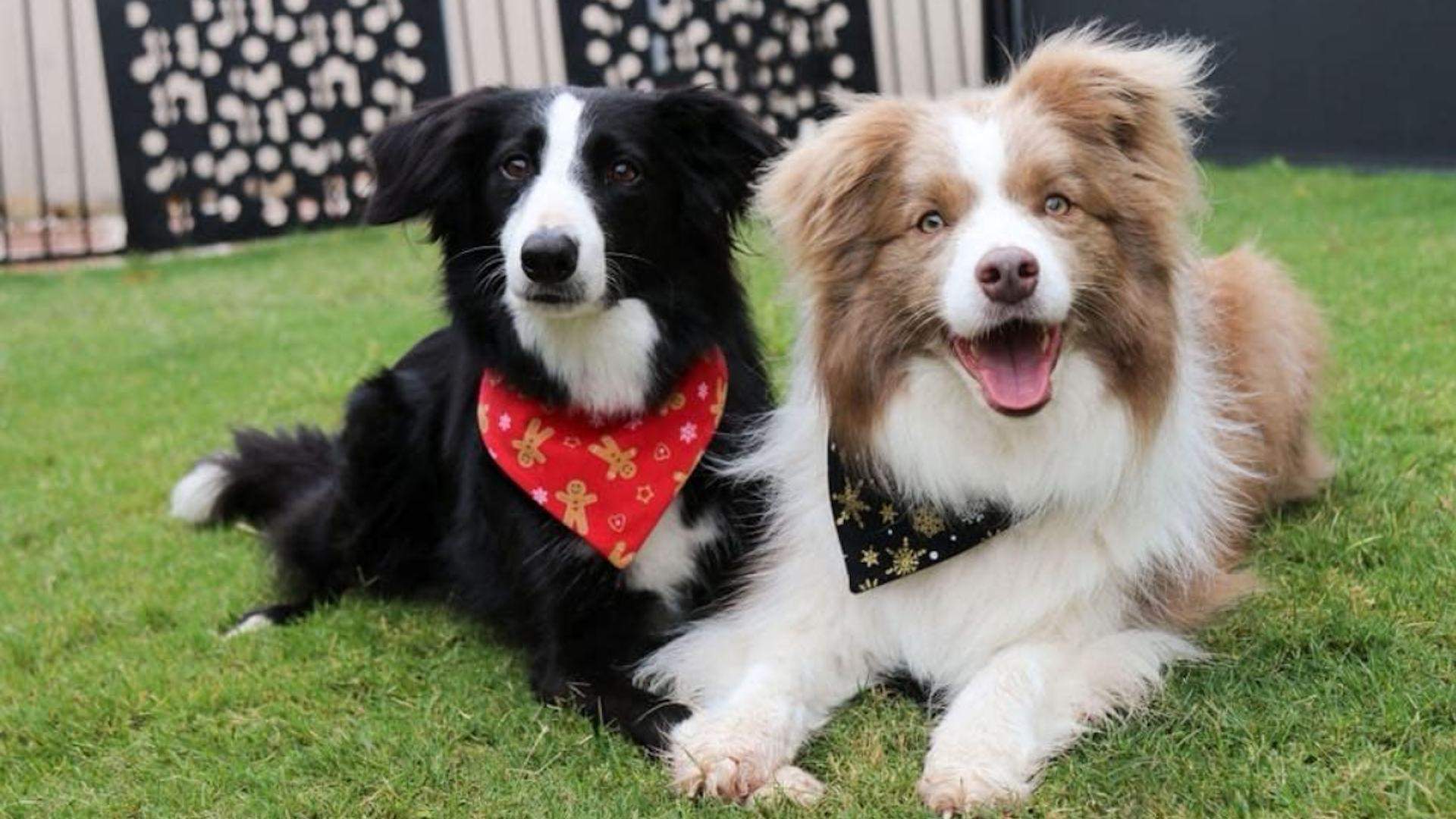 Ivory Coat Is Searching for 20 Adorable Dogs to Star in Its Next TV Commercial