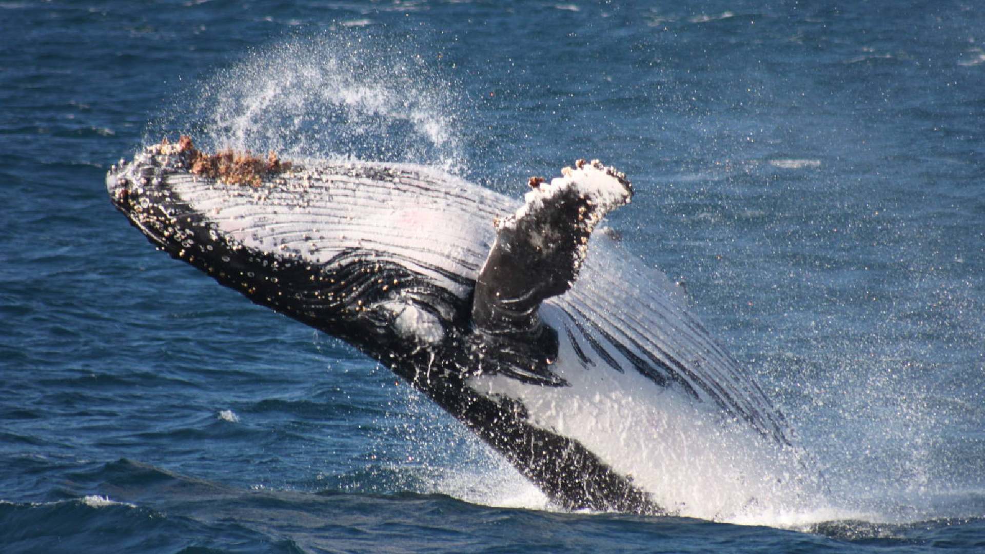 best whale watching spots australia- jervis bay