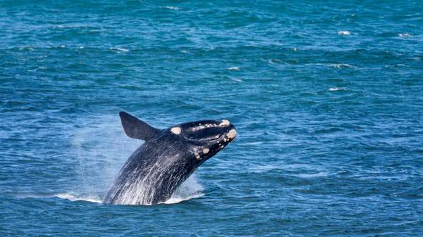 best whale watching spots australia - Warrnambool