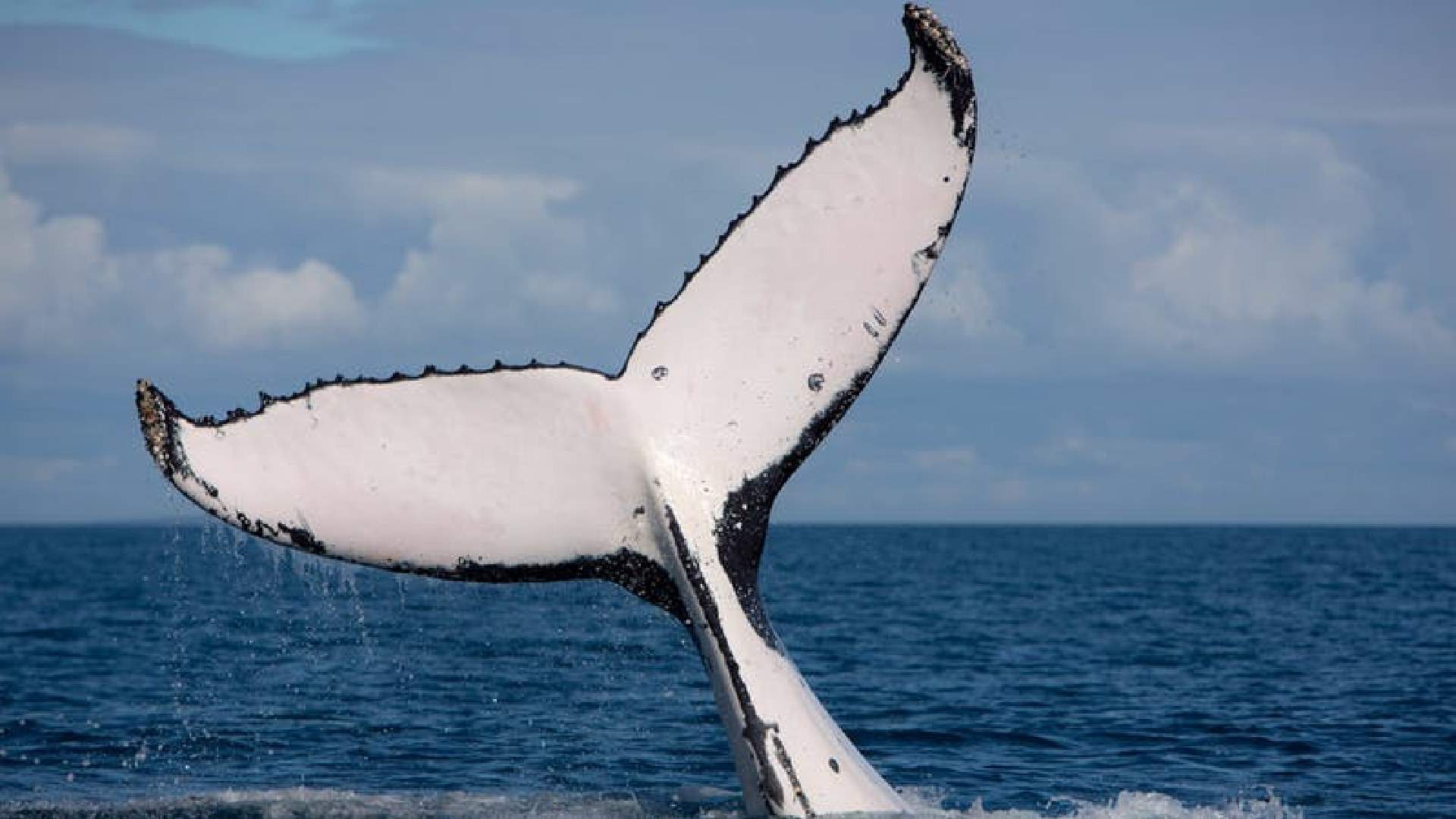 best whale watching spots australia - hervey bay