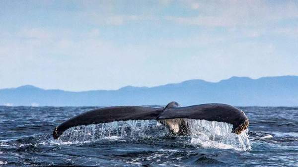 best whale watching spots australia - Minjerribah