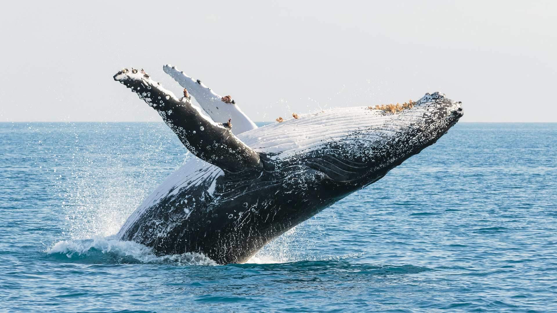 Top 5 AMAZING Whale Spotting Moments