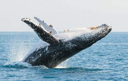 Background image for The Eight Best Coastal Spots for Whale Watching Across Australia