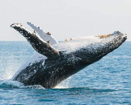 The Eight Best Coastal Spots for Whale Watching Across Australia