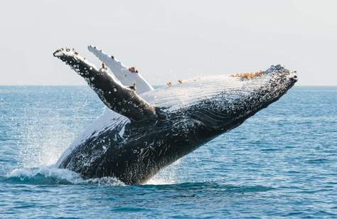 The Eight Best Coastal Spots for Whale Watching Across Australia