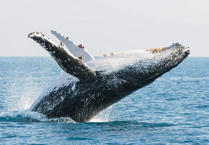 Background image for The Nine Best Coastal Spots for Whale Watching Across Australia