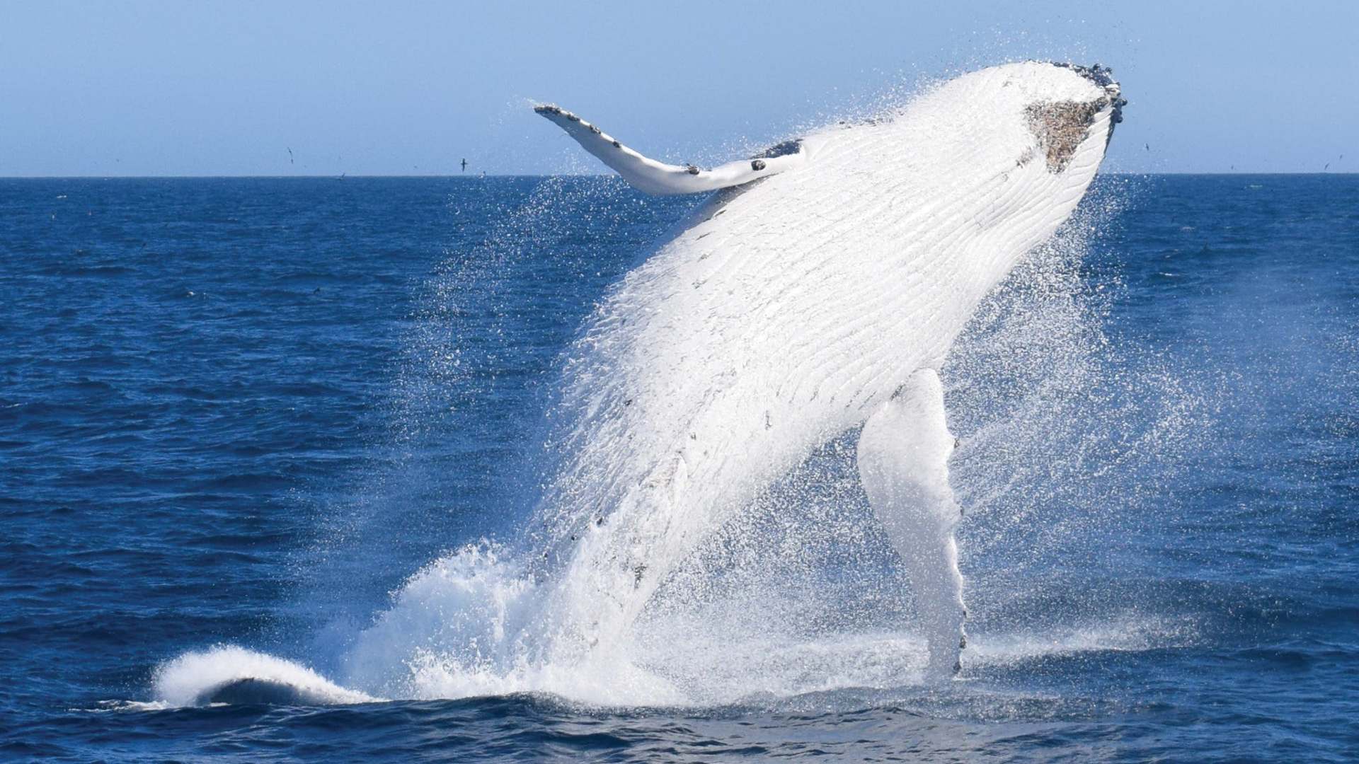 best whale watching spots australia - bass coast