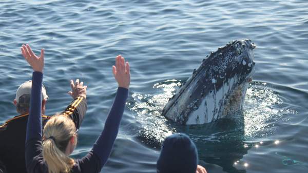 best whale watching spots australia - eden, nsw
