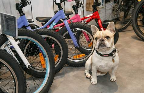Albion Cycles