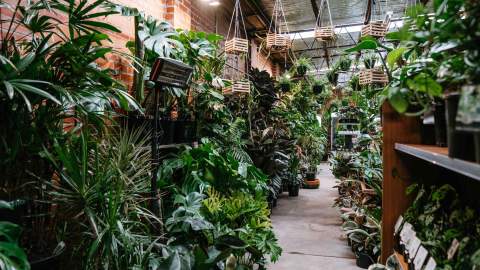 Botanicah Is Prahran's New Supersized Plant Warehouse Here to Fuel Your ...