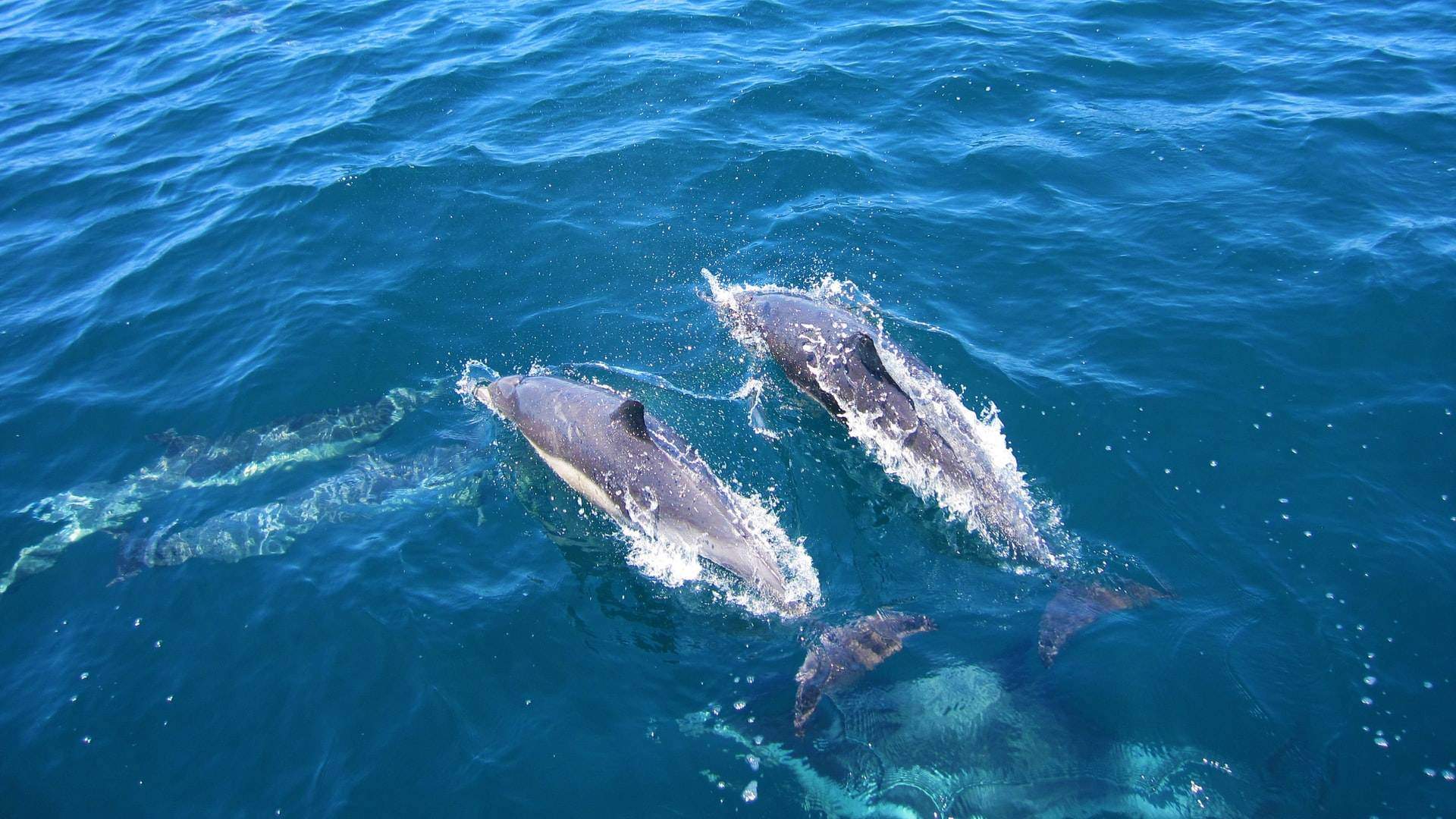 Dolphin Watch Cruise