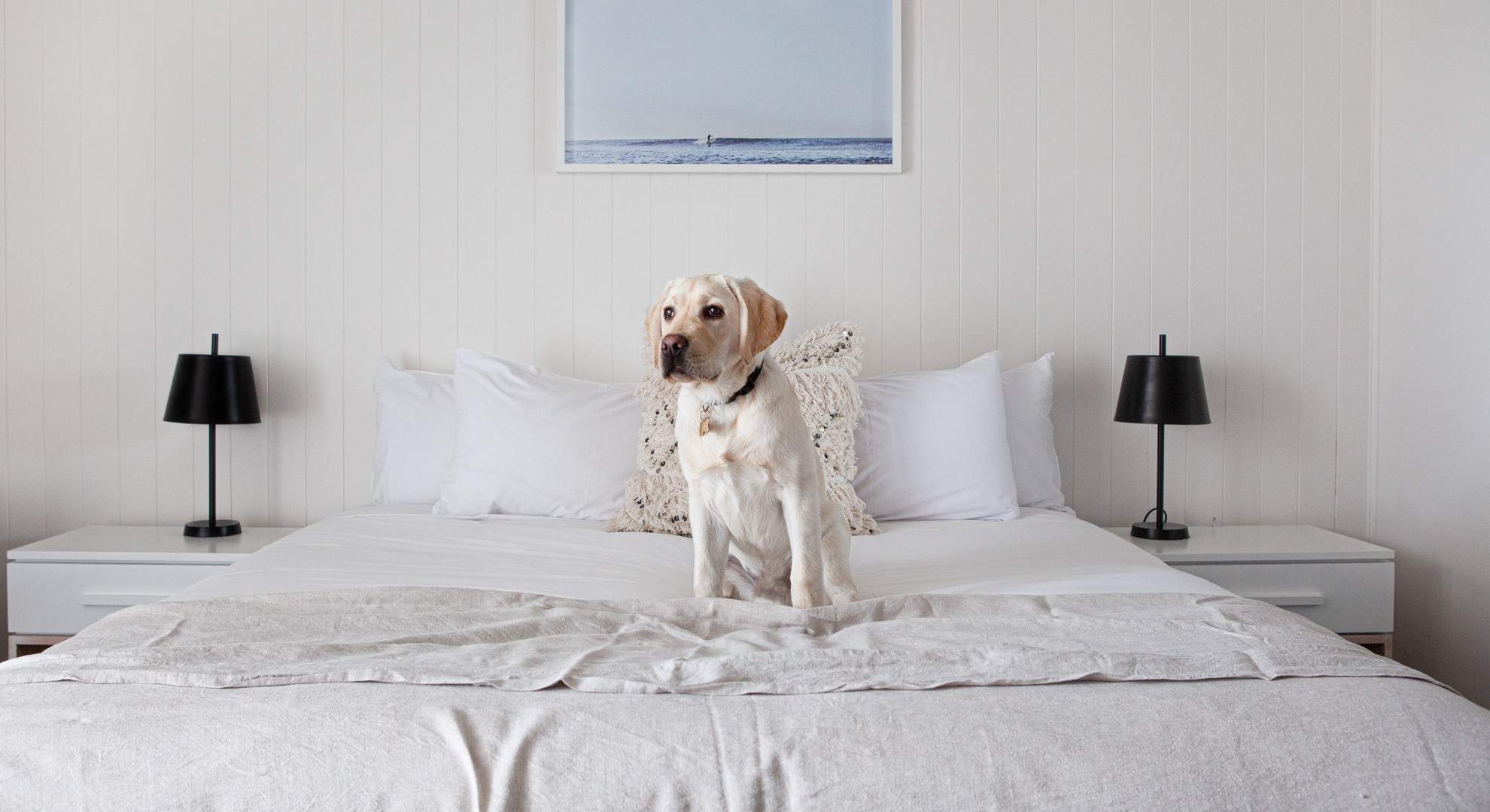 The Ten Best Dog-Friendly Hotels Around Australia