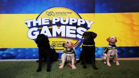 Seeing Eye Dogs' Puppy Games Is the Adorable Contest That Swaps Athletes for Guide Dog Trainees