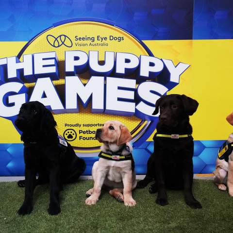 Seeing Eye Dogs' Puppy Games Is the Adorable Contest That Swaps Athletes for Guide Dog Trainees