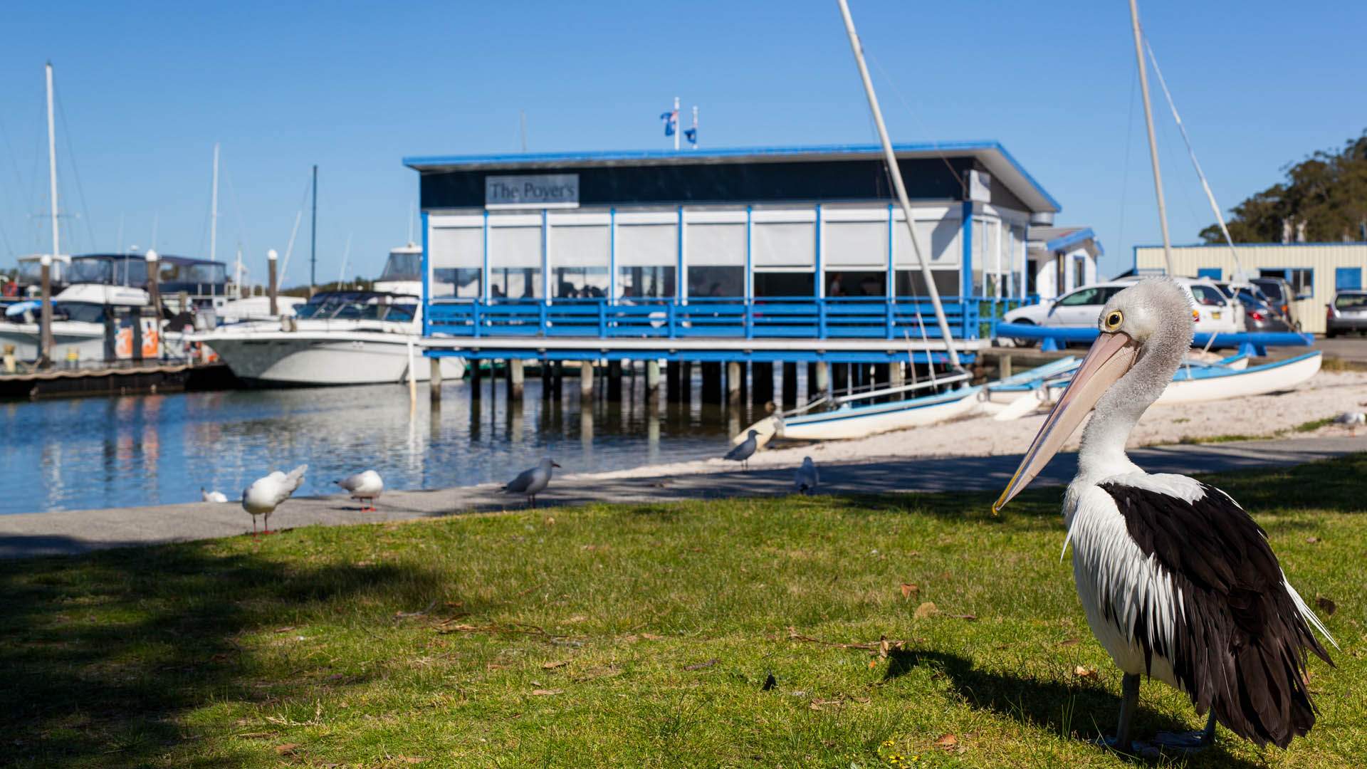 The Poyer's, Lemon Tree Passage Review