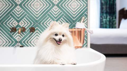 Crystalbrook Albion - one of the best dog-friendly hotels in Sydney(pet-friendly hotel Sydney)