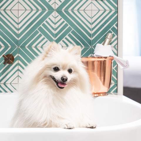 Crystalbrook Albion - one of the best dog-friendly hotels in Sydney(pet-friendly hotel Sydney)