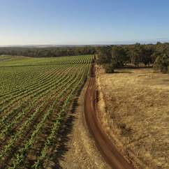 Cherubino Wines