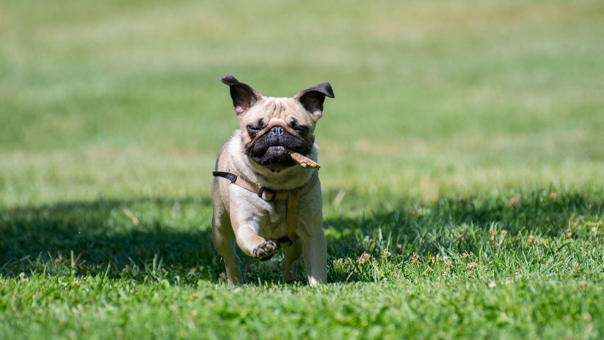 Victoria Will Soon Be Home to 33 New Dog Parks for Extra Pup Playtime