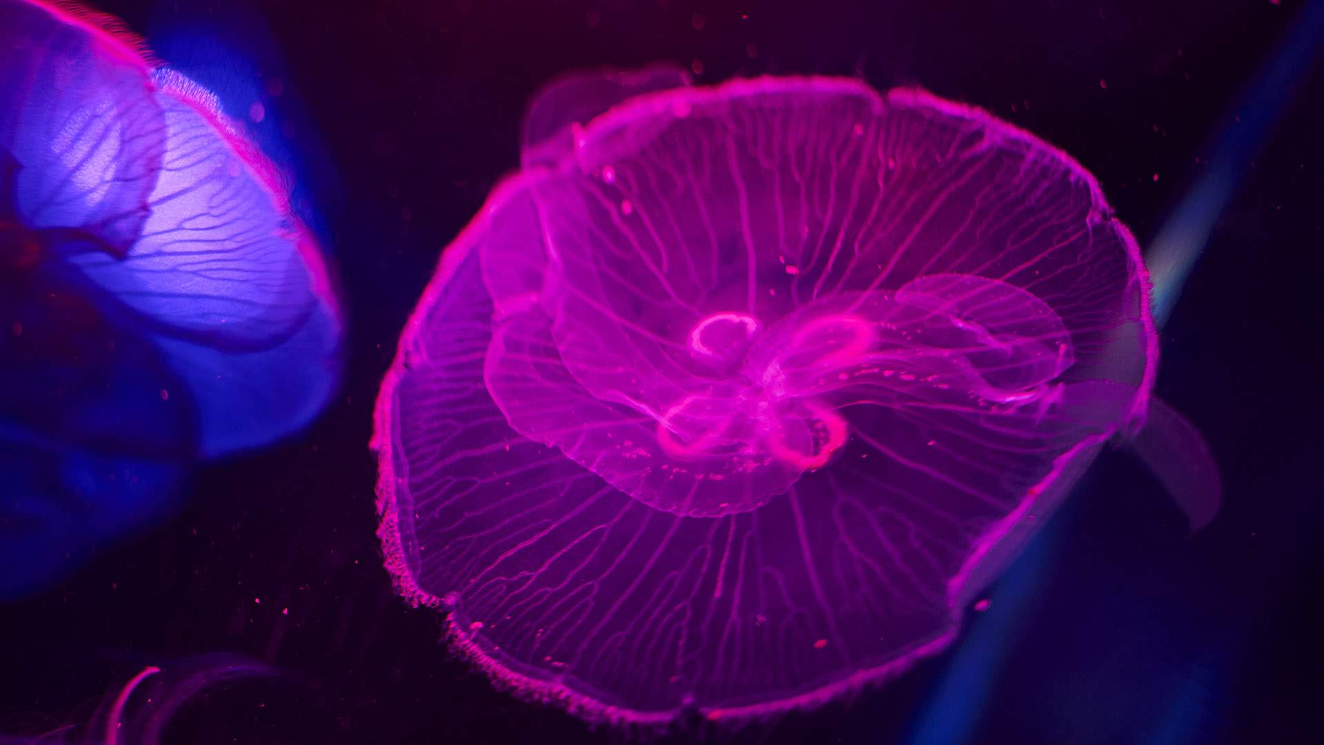 This Aquarium Has Released an Adorable and Soothing Series of Slow TV and Meditation Videos