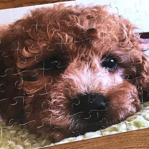 This Aussie Website Will Turn Your Pet's Cute Face Into Your Own Personalised Jigsaw Puzzle