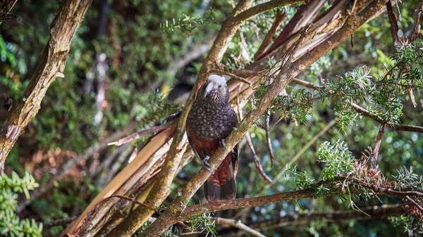 Native NZ bird on Stewart Island