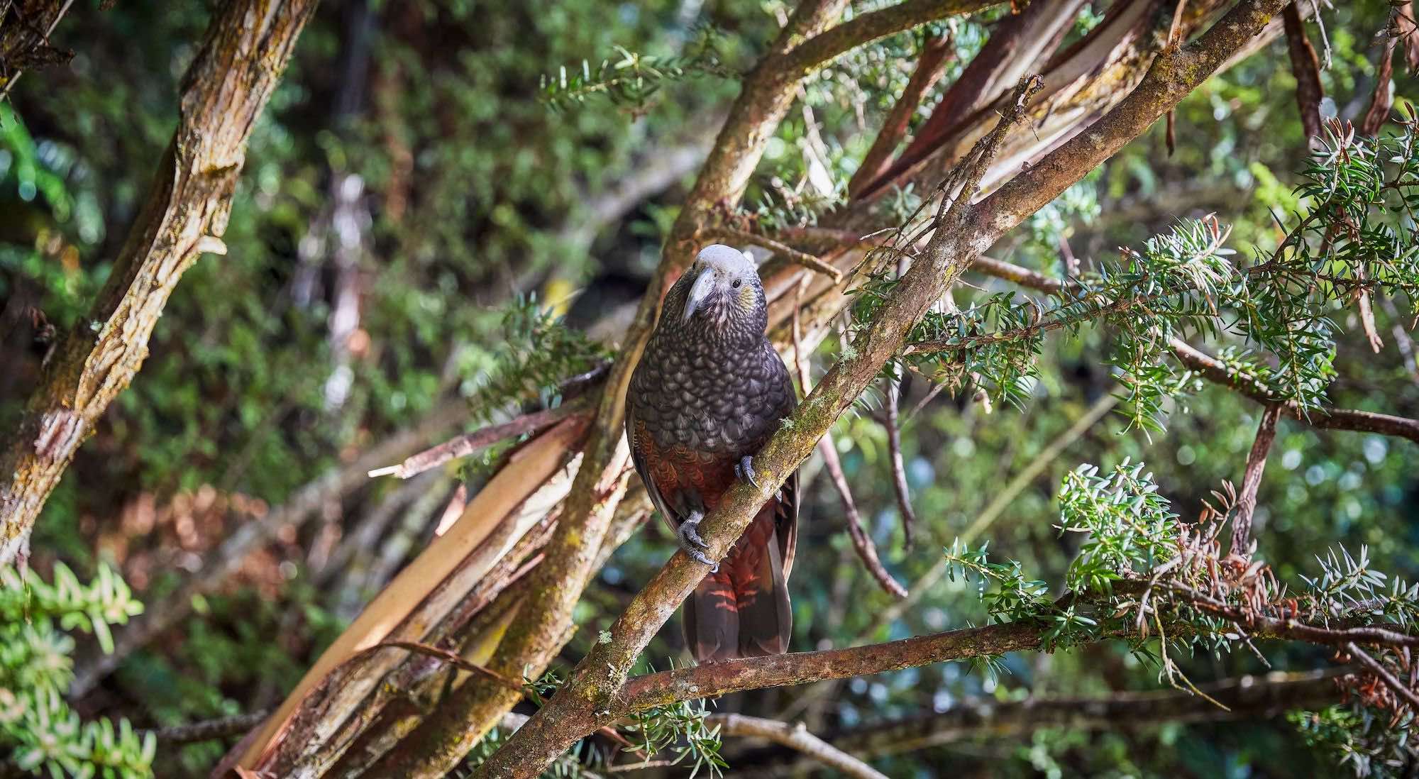 Native NZ bird on Stewart Island