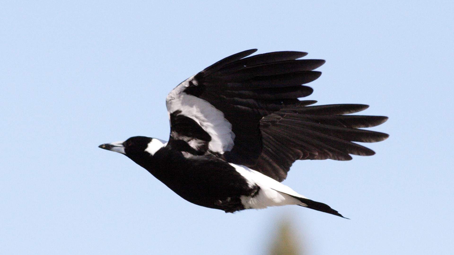 This Handy Map Will Help You Avoid Magpies This Swooping Season