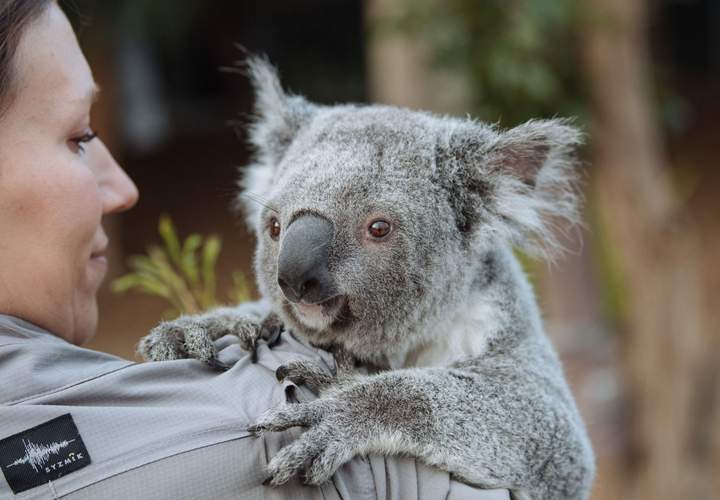Background image for This New Koala-Shaped Paddle Pop Is Helping to Support and Raise Funds for Wildlife Conservation