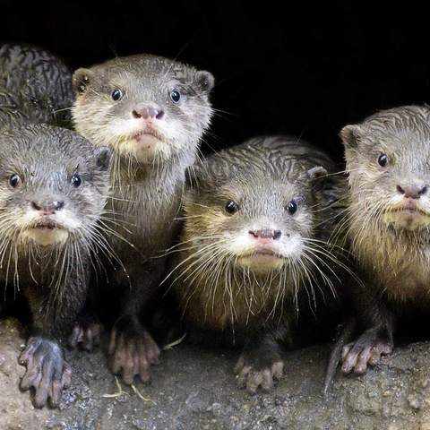 Melbourne Zoo Is Live-Streaming Its Adorable Small-Clawed Otters 24/7