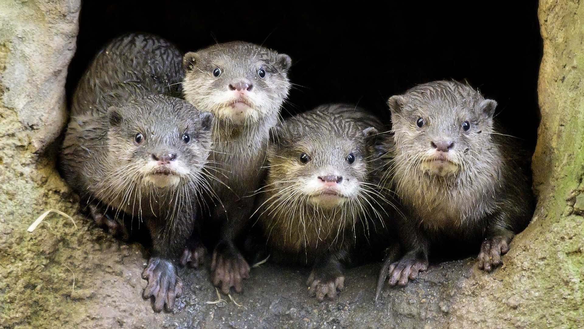 Melbourne Zoo Is Live-Streaming Its Adorable Small-Clawed Otters 24/7