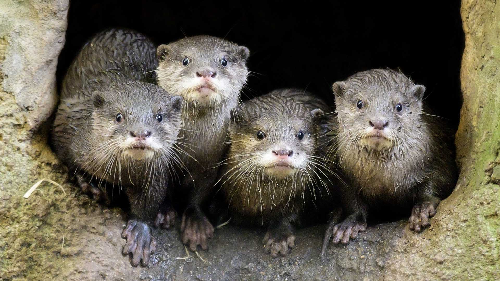 Melbourne Zoo Is LiveStreaming Its Adorable SmallClawed Otters 24/7