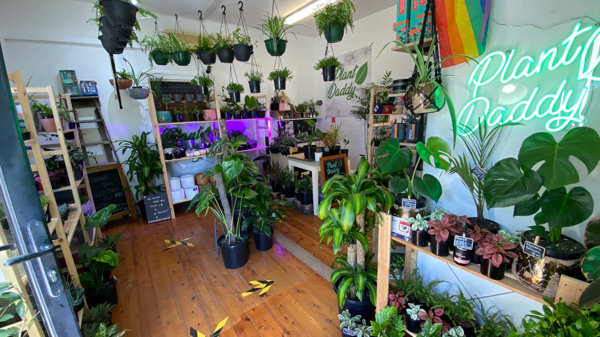 Plant Daddy Is the New Newtown Plant Studio That'll Help You Fill Your Home with Greenery