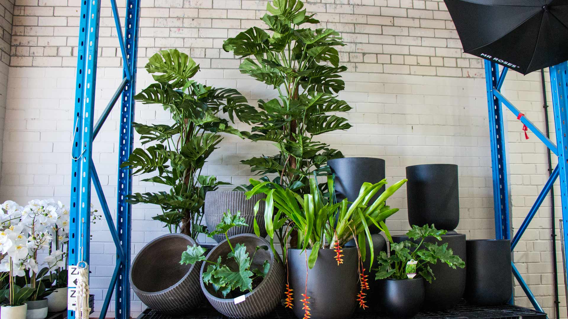 Plant Base Is Sydney's Newest Nursery with Over 100 Different Indoor and Outdoor Species
