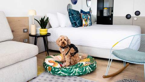 You Can Now Take Your Pooch for an Indulgent Sleepover at QT's Australian and New Zealand Hotels