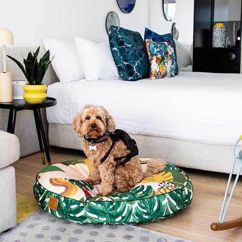 You Can Now Take Your Pooch for an Indulgent Sleepover at QT's Australian and New Zealand Hotels