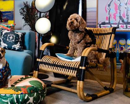 The 15 Best Dog-Friendly Hotels in Australia for 2023