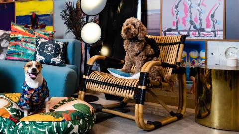 You Can Now Take Your Pooch for an Indulgent Sleepover at QT's Australian and New Zealand Hotels