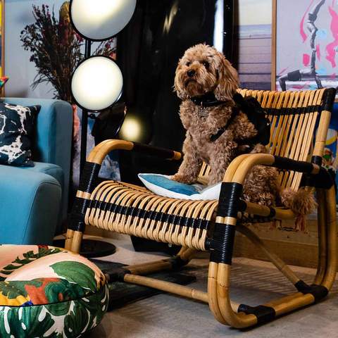 You Can Now Take Your Pooch for an Indulgent Sleepover at QT's Australian and New Zealand Hotels