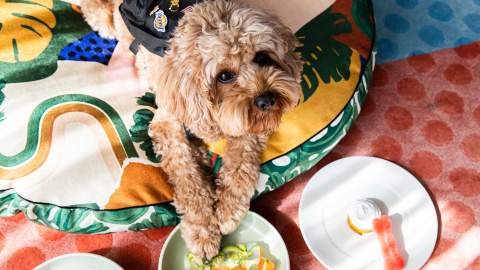 You Can Now Take Your Pooch for an Indulgent Sleepover at QT's Australian and New Zealand Hotels