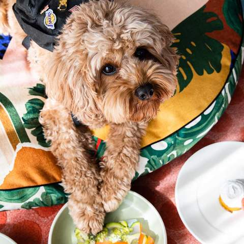 You Can Now Take Your Pooch for an Indulgent Sleepover at QT's Australian and New Zealand Hotels