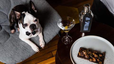 You Can Now Take Your Pooch for an Indulgent Sleepover at QT's Australian and New Zealand Hotels